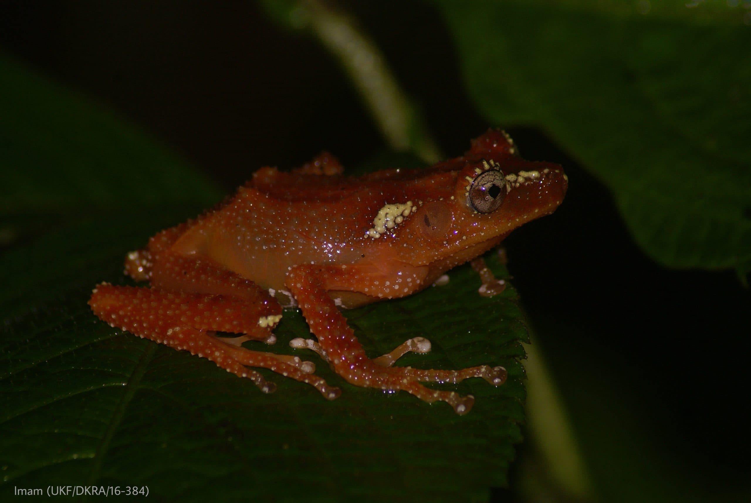 Setelah 8 Tahun Menghilang di Kawasan Selabintana, Katak Pohon Mutiara Kembali Ditemukan UKF IPB University
