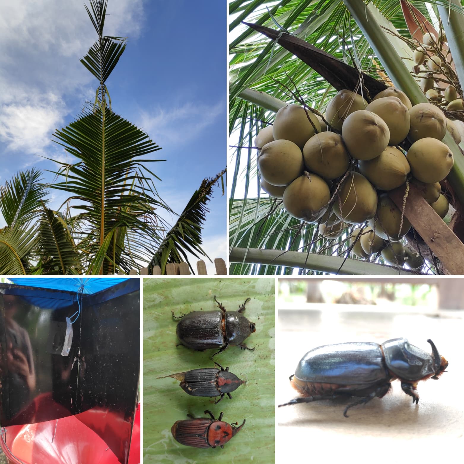 Dosen Muda IPB University Sebut Feromon bisa Kendalikan Hama Wangwung dan Tembirang pada Tanaman Kelapa