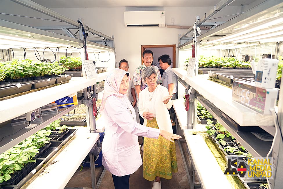 Kerja Sama dengan Jepang, Unpad Siap Produksi Stroberi Premium