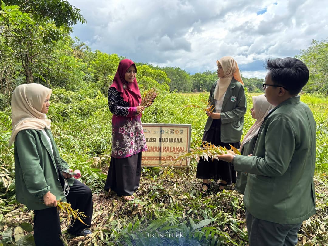 Inovasi Produk Daun Kalakai