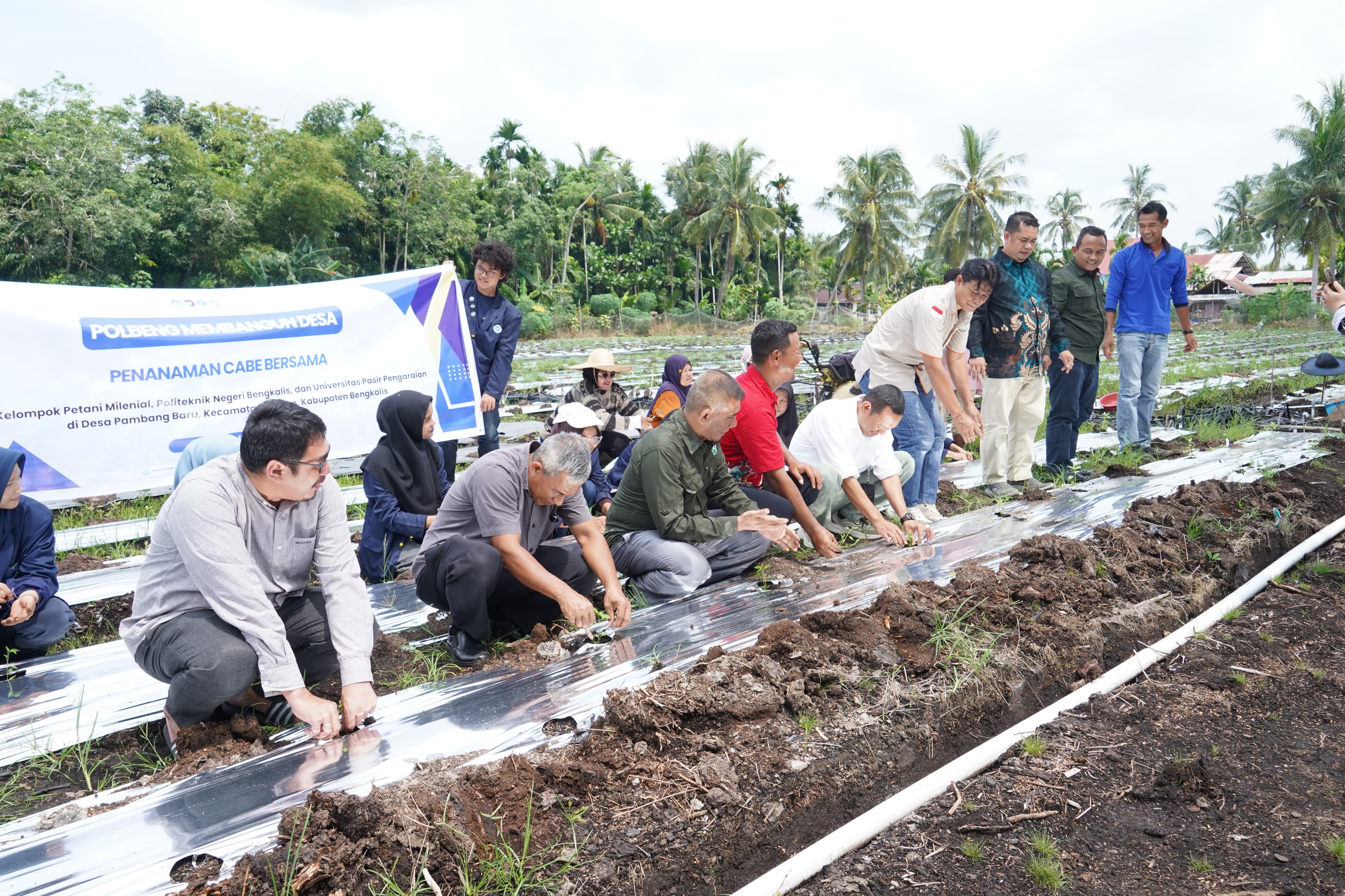 TANAM 12.000 BIBIT CABAI, POLBENG PERKUAT KETAHANAN PANGAN DESA LEWAT TEKNOLOGI TEPAT GUNA