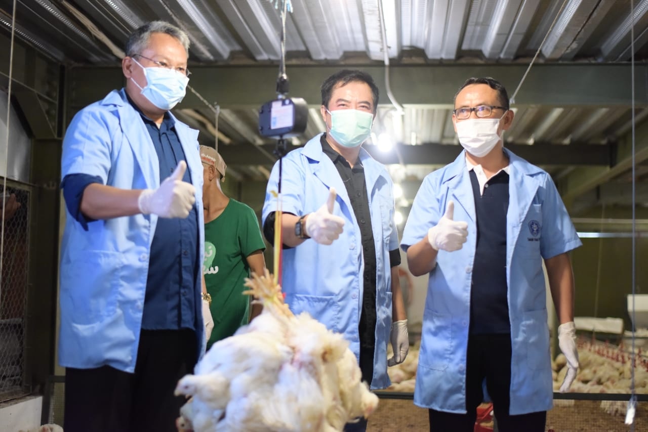 Sekolah Vokasi IPB University Panen Perdana Ayam Closed House