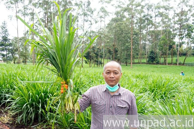 Dosen Unpad Dr. Ir. Mansyur, M.Si., IPM, Satu dari Sedikit Ahli Pemuliaan Tanaman Pakan di Indonesia