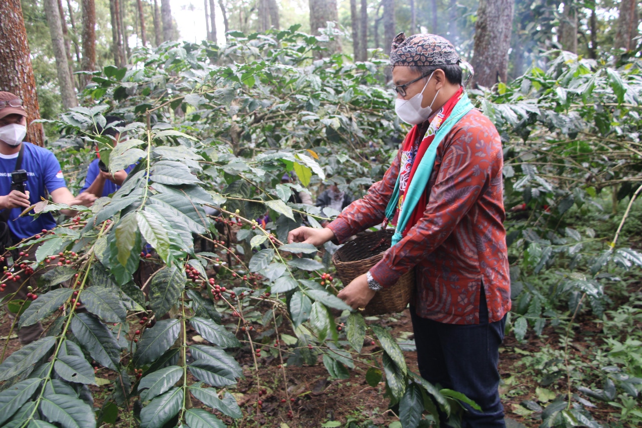 Menjaga asa petani Kopi Sumber Wringin, untuk bisa ekspor