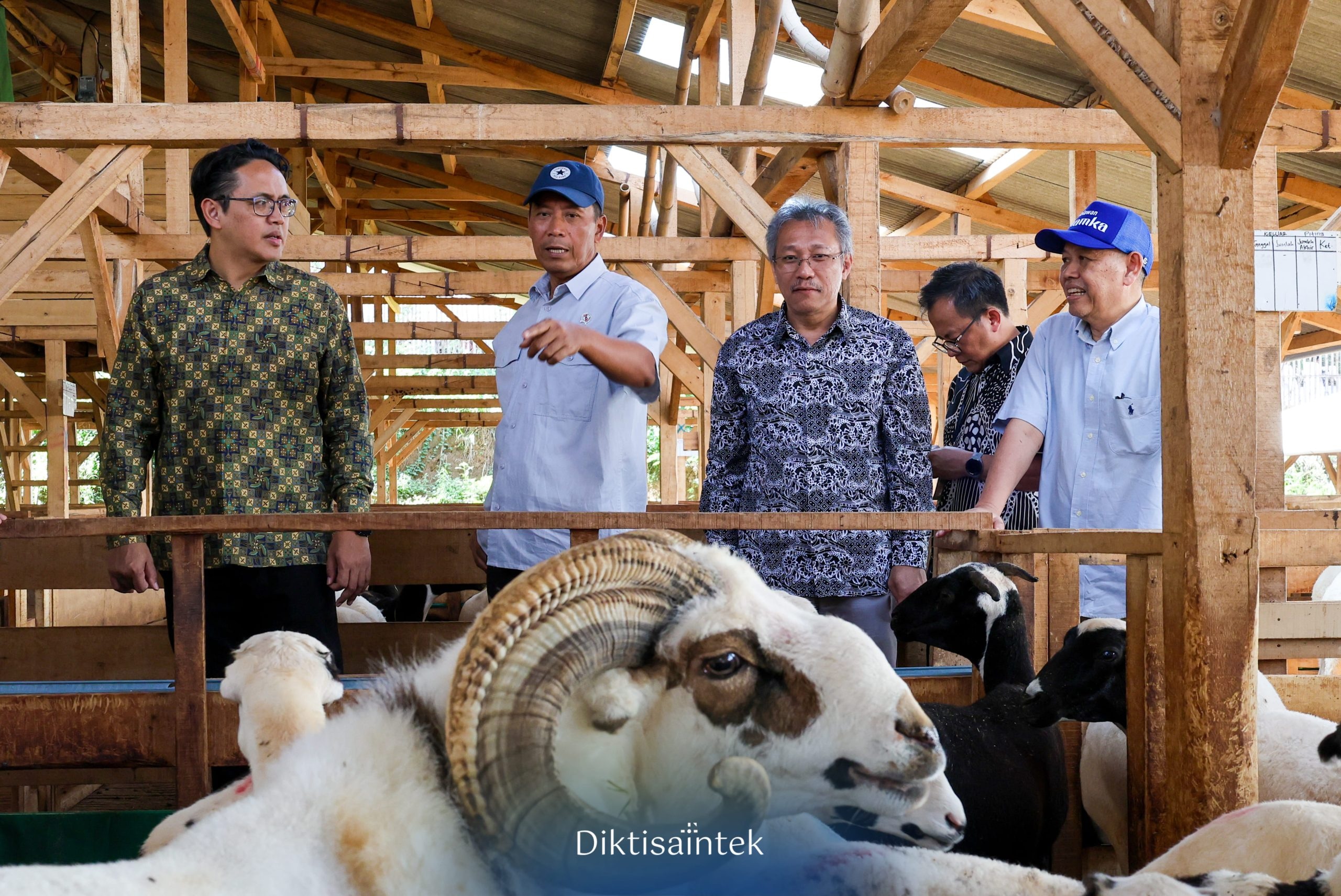 Dukung Riset di Sektor Peternakan Domba, Wamendiktisaintek Kunjungi Peternakan UHAMKA
