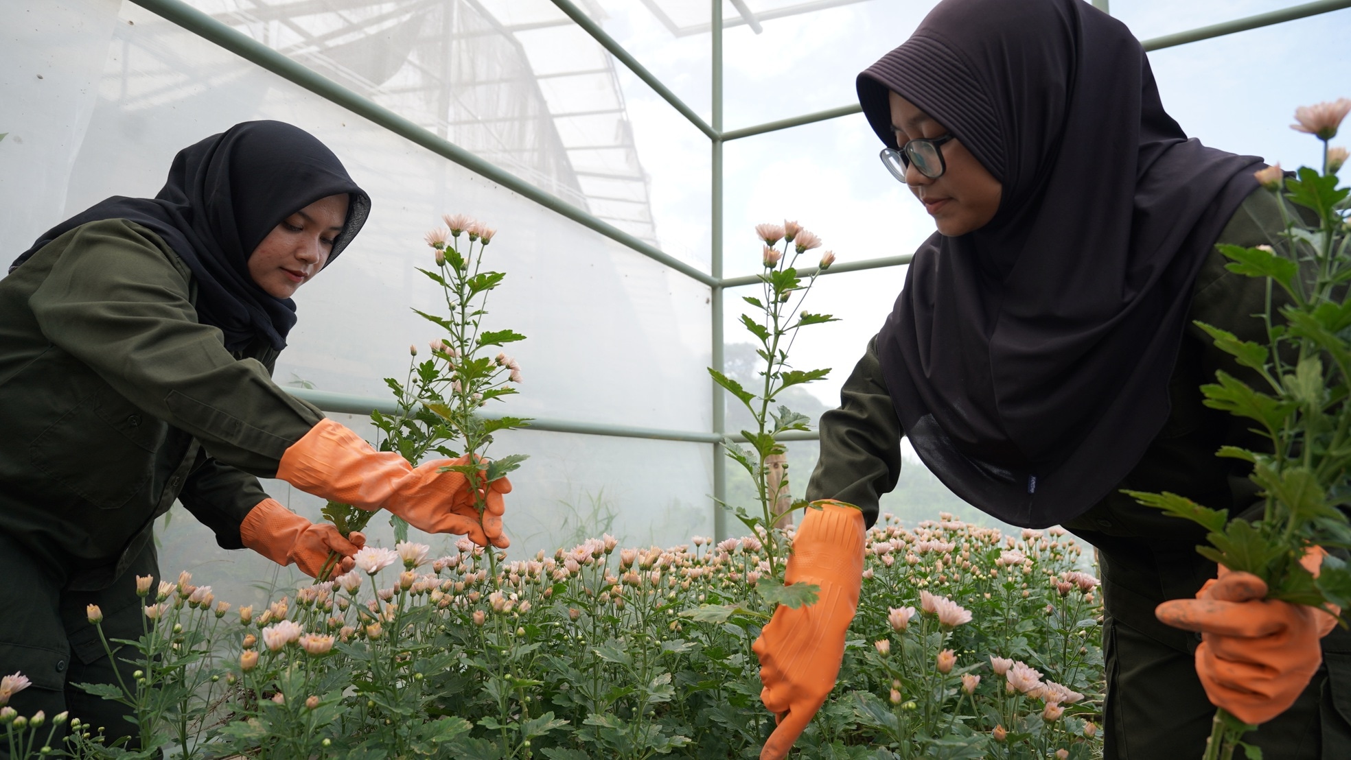 Polije Kembangkan Potensi Bunga Potong di Kebun Rembangan
