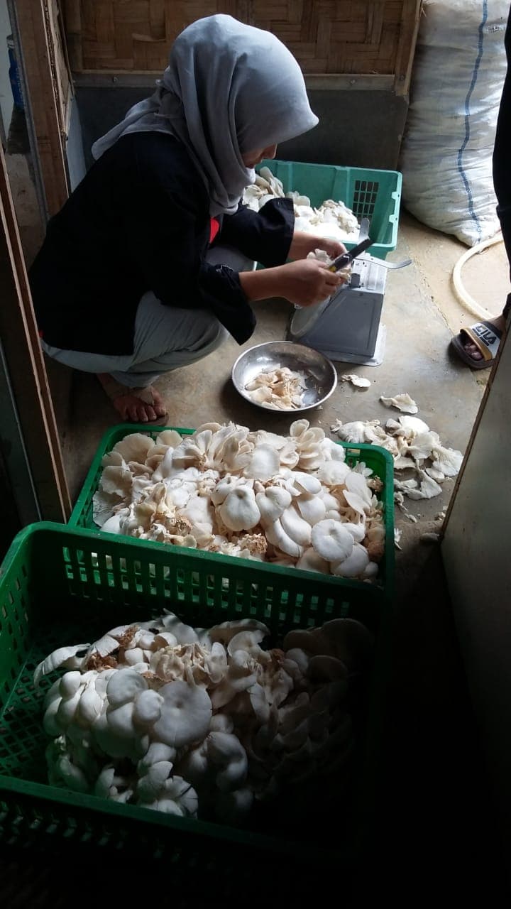 Dosen FMIPA UI Kembangkan MikoGrow, Digitalisasi Sistem Pantau Budidaya Jamur Tiram