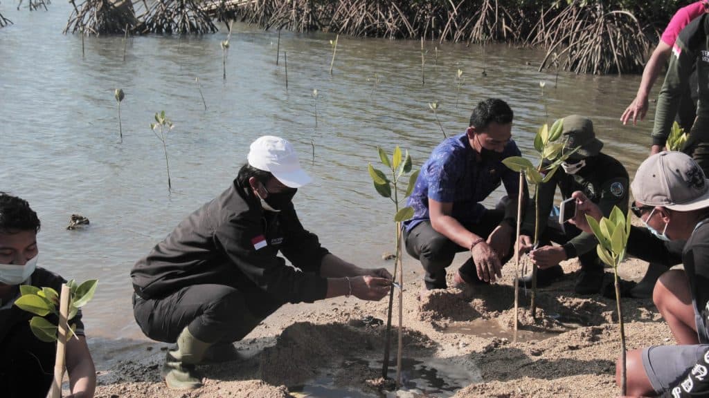 Wujudkan Kepedulian Lingkungan, BEM-REMA Undiksha Tanam Mangrove di Sumberkima