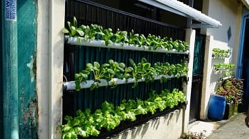 LPPM IPB University Kembangkan Hidroponik di Desa Benteng, Ciampea