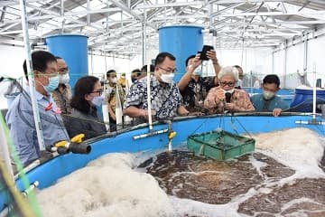 Peneliti IPB University Ciptakan Teknologi Budidaya Udang, Mampu Hasilkan 130 Ton per Hektar