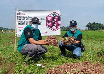 PKHT IPB University Berhasil Kembangkan Bawang Merah Varietas Tajuk, Produksinya Mencapai 20 Ton per Hektar