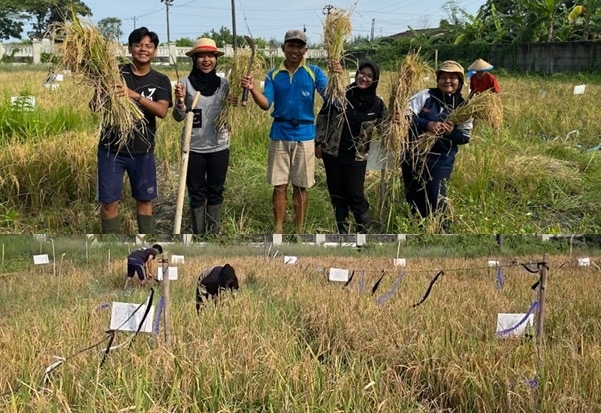 Padi Biosalin + Biochar, Inovasi Pertanian Peneliti UNDIP untuk Wilayah Pesisir