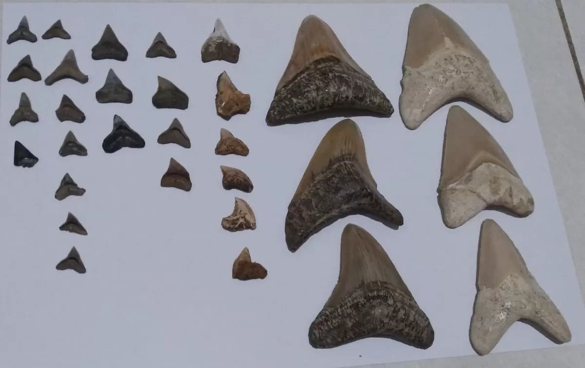 Dosen FPIK UNDIP Kaji Fosil Hiu Purba Megalodon di Perairan Indonesia