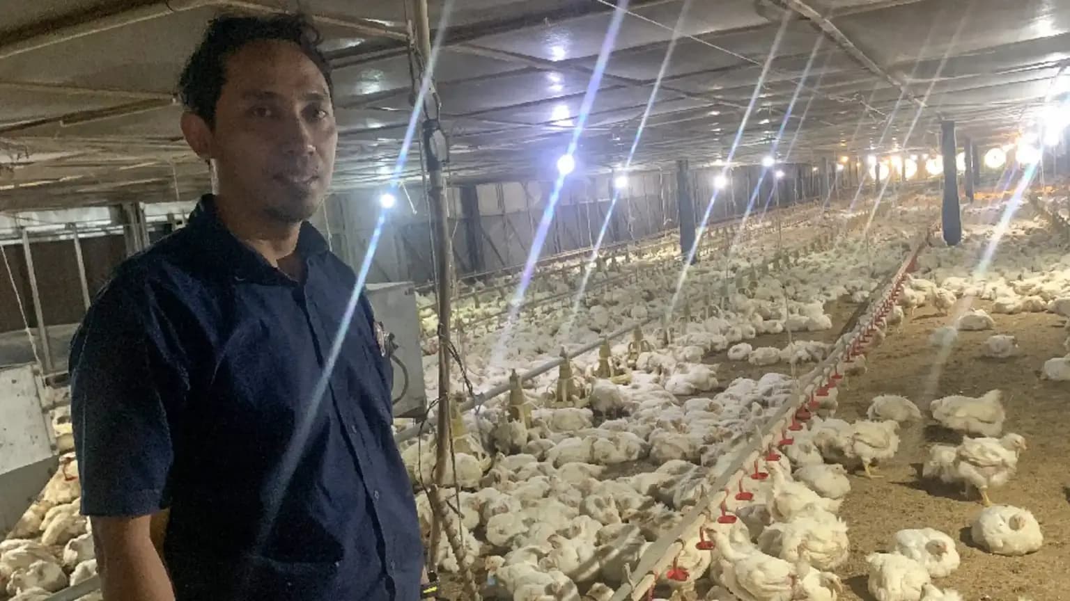 Inovasi eBro UNDIP Permudah Produksi Ayam Broiler dan Tekan Biaya Operasional Peternak