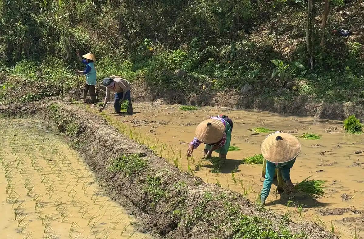 UNDIP Kembangkan Sawah Modern Ramah Lingkungan di KHDTK Penggaron