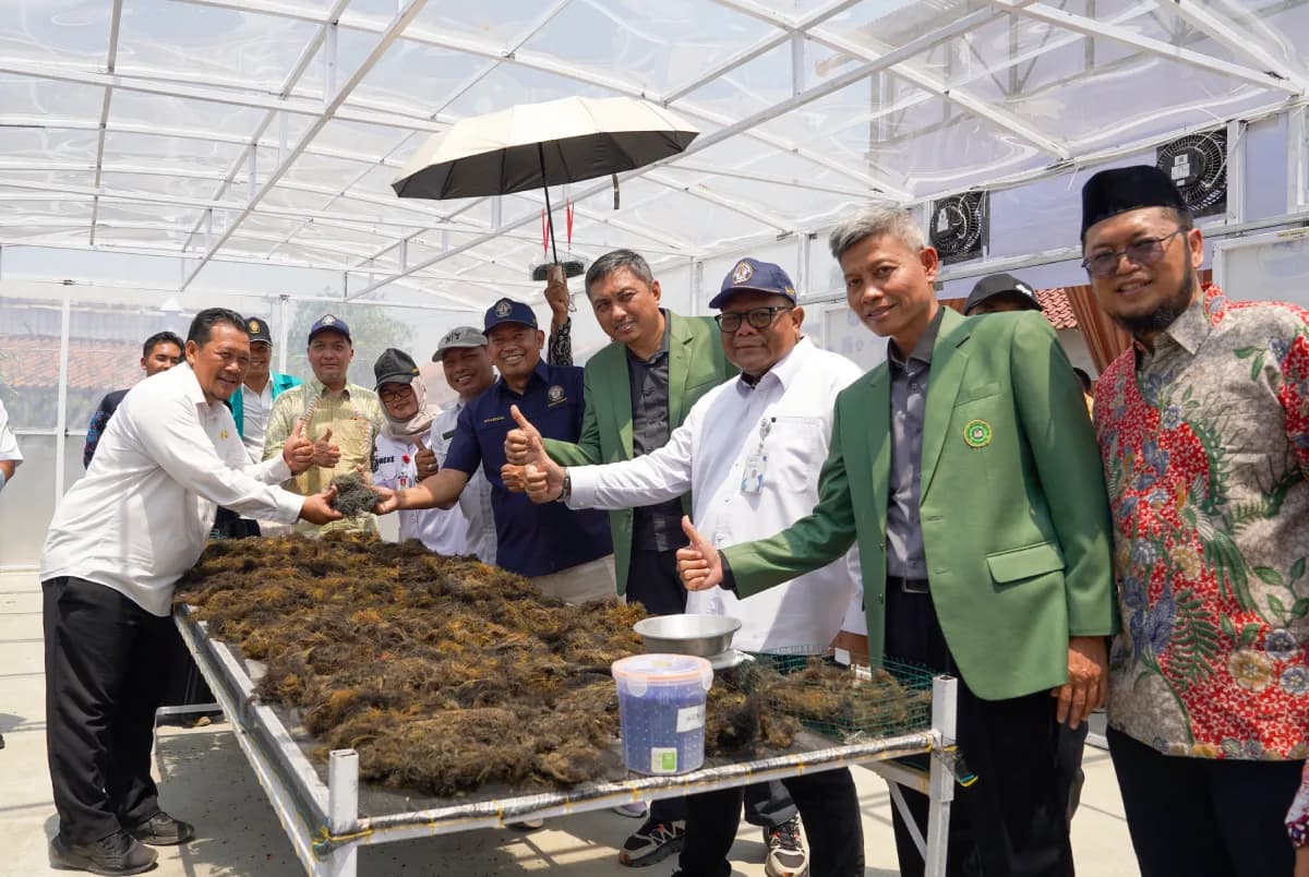 Peneliti UNDIP Terapkan Teknologi Pengering Rumput Laut Surya-Biomassa, Tingkatkan Nilai Tambah Produk Budidaya Kelautan di Pesisir Brebes