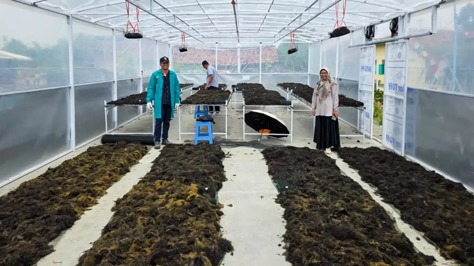 Tidak di Pinggir Jalan Lagi, UNDIP BerSINERGI Meningkatkan Kualitas Rumput Laut Kering