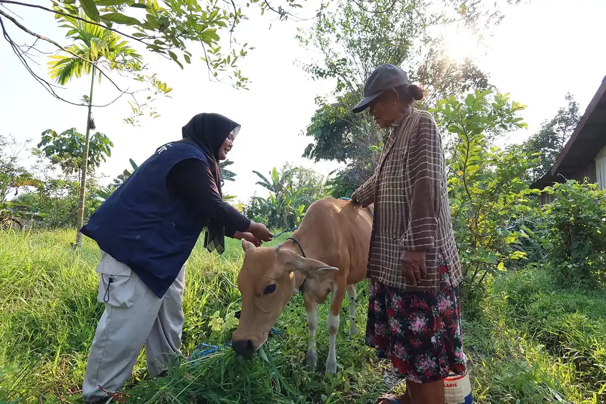 Inovasi Pita Ukur TEP 3 UNDIP: Solusi Praktis Penentuan Bobot Sapi bagi Peternak di Keerom